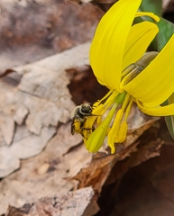 Andrena erythronii