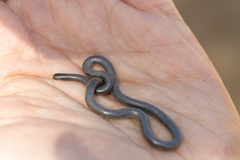 Leptotyphlops scutifrons