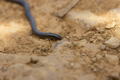 Leptotyphlops scutifrons