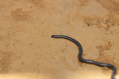 Leptotyphlops scutifrons