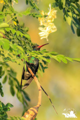 Cynanthus latirostris