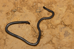 Leptotyphlops scutifrons