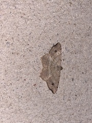Macaria multilineata