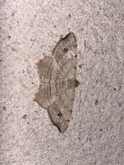 Macaria multilineata