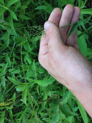 Dichanthelium sphaerocarpon