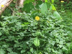 Doronicum pardalianches