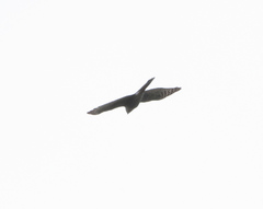 Accipiter ovampensis