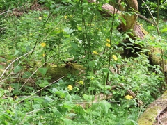 Doronicum pardalianches