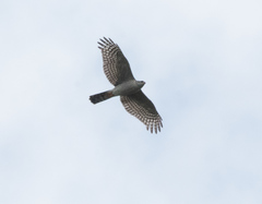 Accipiter ovampensis