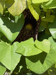 Image of Aristolochia gigantea