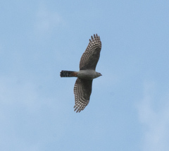 Accipiter ovampensis