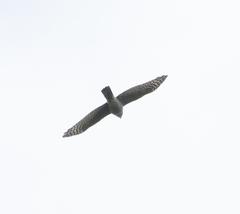 Accipiter ovampensis