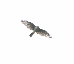 Accipiter ovampensis