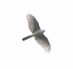 Accipiter ovampensis