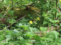 Doronicum pardalianches