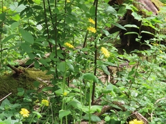 Doronicum pardalianches