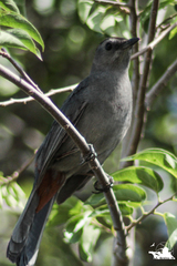 Dumetella carolinensis