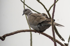 Streptopelia decaocto