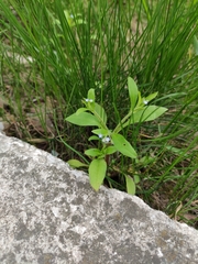 Myosotis sparsiflora