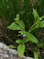 Myosotis sparsiflora