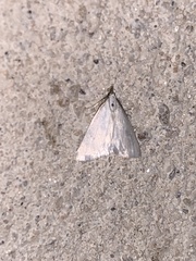Leptosteges vestaliella