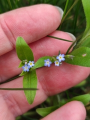 Myosotis sparsiflora