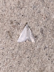 Leptosteges vestaliella