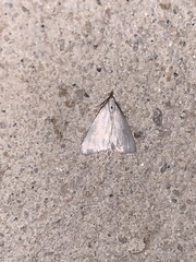 Leptosteges vestaliella