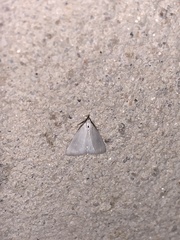 Leptosteges vestaliella