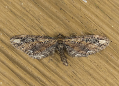 Eupithecia subapicata