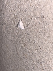 Leptosteges vestaliella