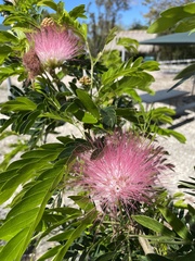 Calliandra surinamensis