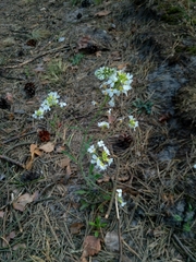 Arabidopsis arenosa arenosa