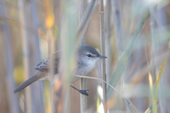 Lesser Swamp Warbler photo 3