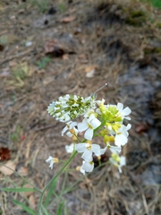 Arabidopsis arenosa arenosa