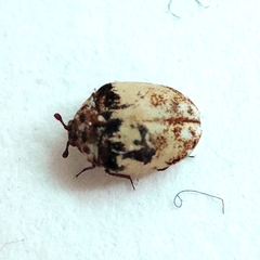 Anthrenus isabellinus