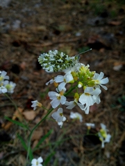 Arabidopsis arenosa arenosa