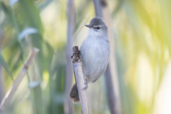 Lesser Swamp Warbler photo 2