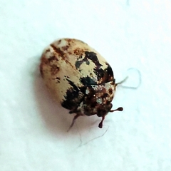 Anthrenus isabellinus