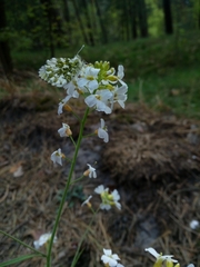 Arabidopsis arenosa arenosa