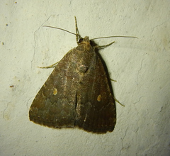 Bagisarinae