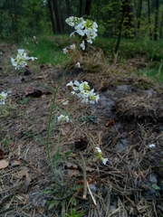 Arabidopsis arenosa arenosa