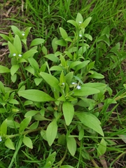 Myosotis sparsiflora
