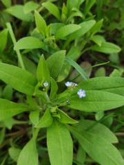 Myosotis sparsiflora