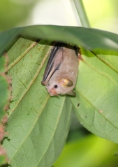 Mesophylla macconnelli