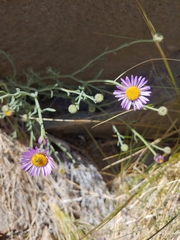 Erigeron breweri porphyreticus