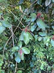 Miconia impetiolaris