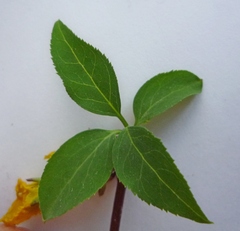 Forsythia giraldiana