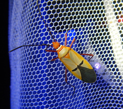 Dysdercus intermedius