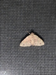 Hammaptera parinotata